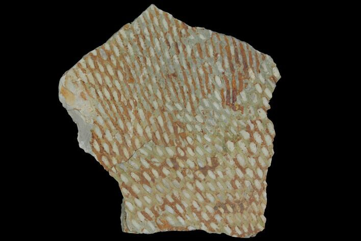 Ordovician Graptolite (Araneograptus) Plate - Morocco #116750